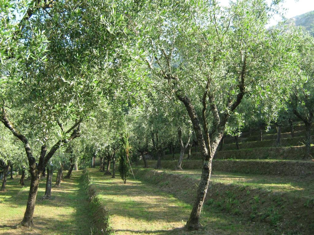L'Arcadia ξενώνας Pietrasanta Εξωτερικό φωτογραφία